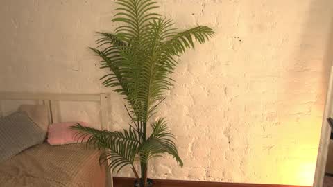 Snapshot of elliefrost chatting on March 11, 2025, 3:26 am elliefrost online show from March 11, 2025, 3:26 am