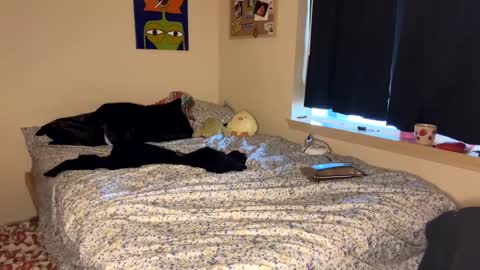 Snapshot of foxyredddd chatting on January 9, 2025, 7:18 pm beautiful blair online show from January 9, 2025, 7:18 pm