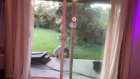 Snapshot of kaileeshy chatting on January 7, 2025, 3:46 am Kailee Smile online show from January 7, 2025, 3:46 am