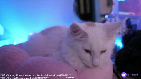 Snapshot of misshowl chatting on January 11, 2025, 9:15 am Lexi Bitch Tits Baked Goldfish Howl Miss Zero Remeber The First online show from January 11, 2025, 9:15 am