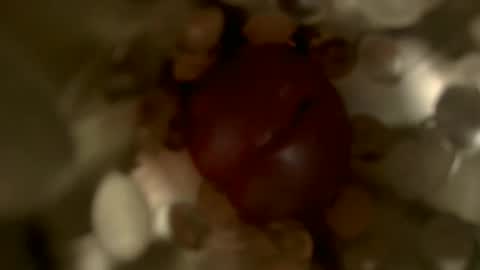 Snapshot of nocturnusfuz chatting on January 30, 2025, 2:47 pm nocturnusfuz online show from January 30, 2025, 2:47 pm