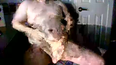 Snapshot of stockyguy31 chatting on October 16, 2025, 11:06 pm StockynCuddly online show from October 16, 2025, 11:06 pm