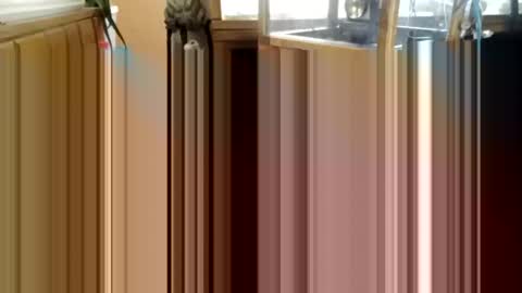 Snapshot of trypodman chatting on December 25, 2024, 3:49 pm trypodman online show from December 25, 2024, 3:49 pm