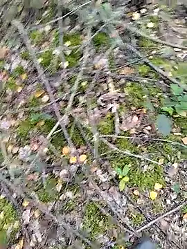 Snapshot of prcalek19 chatting on October 14, 2025, 9:10 am prcalek19 online show from October 14, 2025, 9:10 am