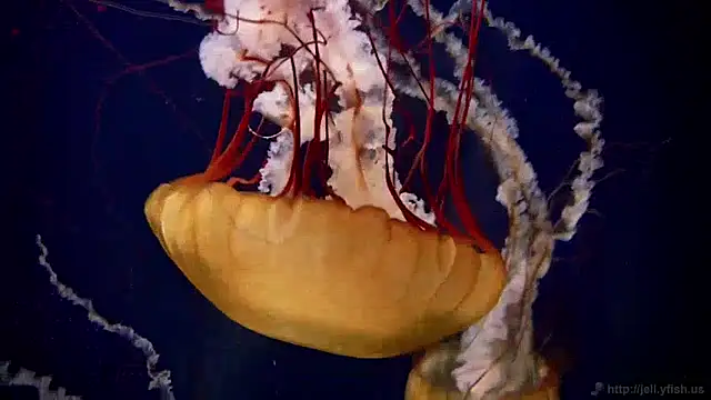 Snapshot of streamy_test11 chatting on December 9, 2024, 8:11 am streamy test11 online show from December 9, 2024, 8:11 am