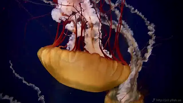 Snapshot of streamy_test11 chatting on December 10, 2024, 8:30 am streamy test11 online show from December 10, 2024, 8:30 am