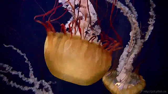 Snapshot of streamy_test11 chatting on December 12, 2024, 8:14 am streamy test11 online show from December 12, 2024, 8:14 am