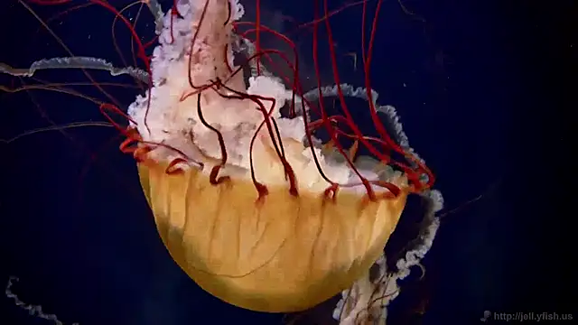 Snapshot of streamy_test11 chatting on December 24, 2024, 3:37 pm streamy test11 online show from December 24, 2024, 3:37 pm