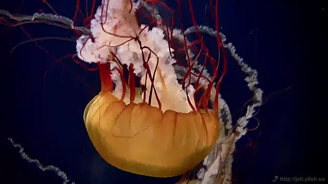 Snapshot of streamy_test11 chatting on January 27, 2025, 9:23 am streamy test11 online show from January 27, 2025, 9:23 am