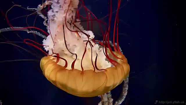 Snapshot of streamy_test11 chatting on January 30, 2025, 2:15 pm streamy test11 online show from January 30, 2025, 2:15 pm