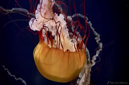 Snapshot of streamy_test11 chatting on February 4, 2025, 8:13 am streamy test11 online show from February 4, 2025, 8:13 am