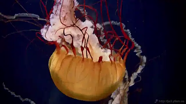 Snapshot of streamy_test11 chatting on February 13, 2025, 8:48 am streamy test11 online show from February 13, 2025, 8:48 am