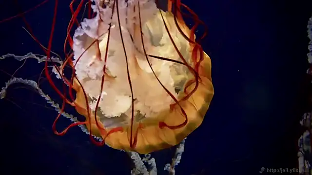 Snapshot of streamy_test11 chatting on September 23, 2025, 11:24 am streamy test11 online show from September 23, 2025, 11:24 am