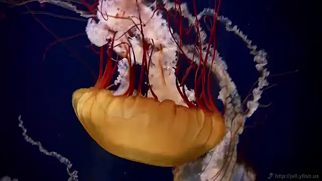 Snapshot of streamy_test11 chatting on September 29, 2025, 1:38 pm streamy test11 online show from September 29, 2025, 1:38 pm