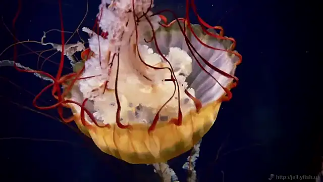 Snapshot of streamy_test11 chatting on October 9, 2025, 12:58 pm streamy test11 online show from October 9, 2025, 12:58 pm