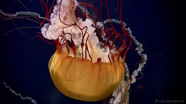 Snapshot of streamy_test11 chatting on October 21, 2025, 2:07 pm streamy test11 online show from October 21, 2025, 2:07 pm