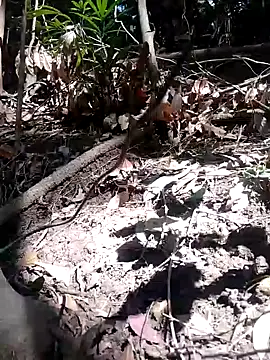 Snapshot of subaru8291 chatting on November 5, 2025, 3:50 am subaru8291 online show from November 5, 2025, 3:50 am