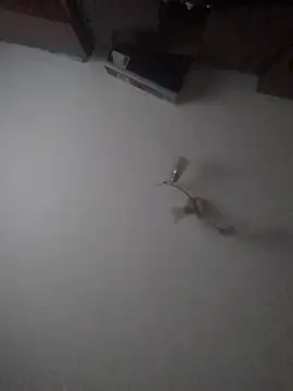 Snapshot of Lauren_Amabel chatting on January 30, 2025, 2:04 pm Lauren Amabel online show from January 30, 2025, 2:04 pm