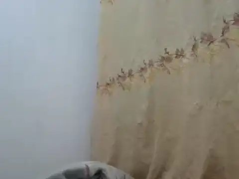 Snapshot of Sr_JakoXXXX chatting on February 20, 2025, 7:55 am Sr JakoXXXX online show from February 20, 2025, 7:55 am