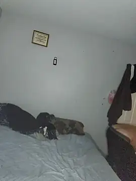 Snapshot of Bulbasaurisme chatting on October 3, 2025, 8:39 pm Bulbasaurisme online show from October 3, 2025, 8:39 pm